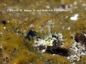 Emblemariopsis ruetzleri_72_IMG_5762.jpg