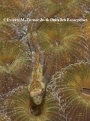 E bhamensis_72_IMG_7421.jpg