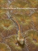 E bhamensis_72_IMG_7422.jpg
