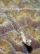 E bhamensis_72_IMG_7423.jpg