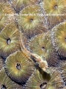 E bhamensis_72_IMG_7424.jpg