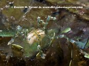 Spider_72_IMG_9426.jpg
