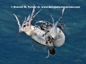 Squid_72_IMG_0441.jpg