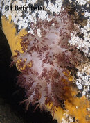 Dec2012_GRedD_C090658.jpg