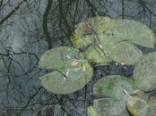 ACPD Retention Pond 005.jpg
