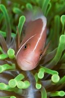 underwater-fish-1095-200x300.jpg