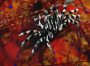urchin fire w zebra crab 2 copy.jpg