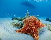 Starfish.jpg