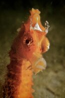 Seahorse (2).jpg