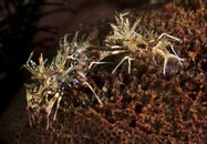 Tiger shrimp pair.jpg