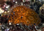 nudi swagger.jpg