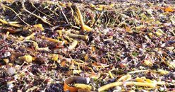 Kelp Salad.jpg