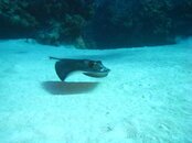 Little Cayman Feb12010 018.jpg