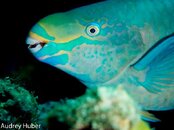 Bonaire 2012 (1 of 1)-16.jpg