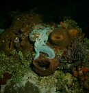 Night Dive 2 471 cropped.jpg