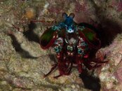 Peacock mantis.jpg
