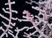 Pygmie Seahorse.jpg