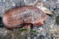 IMG_8995wa odd shell.jpg