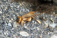 IMG_9006w molt.jpg