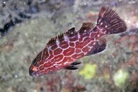 IMG_9069wa 10cm.jpg
