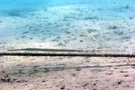 IMG_9237wa.jpg