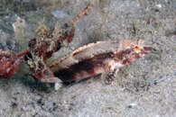 IMG_9285wa pygmy.jpg