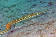 IMG_9309wa curvaceous.jpg