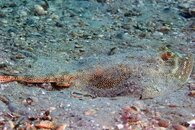 IMG_9339wa.jpg