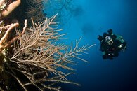 GKN-Soft-Corals.jpg