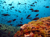 More-fish-school-action.jpg