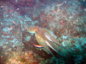 Octopus-on-the-move.jpg