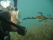 Angie with weedy seadragon.JPG