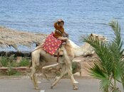 Camel.jpg