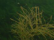 Hydrilla SB.jpg