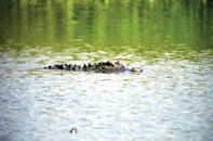 06-15gator.jpg