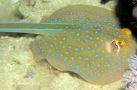 Anilao Koala Reef Bluespotted Ribbontail Ray Taeniura lymma Medium Web view.jpg