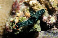 Anilao Koala Nudibranch Medium Web view.jpg