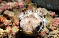 Anilao Koala Porcupinefish Medium Web view.jpg