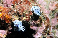 Anilao Koala Reef Chromodoris willani Medium Web view.jpg