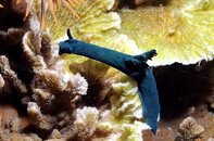 Anilao Koala Reef Nudibranch1 Medium Web view.jpg