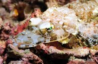 Anilao Koala Reef Flathead Medium Web view.jpg