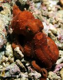 Anilao Koala Reef Red Octopus Medium Web view.jpg
