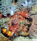 Anilao Koala Reef Spotfin Lionfish Medium Web view.jpg