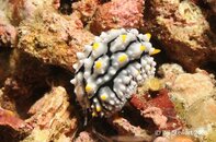 Anilao Koala Reef Nudibranch Medium Web view.jpg