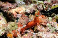 Anilao Koala Reef Hinged Prawn Medium Web view.jpg