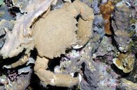 Anilao Koala Helmet Crab Medium Web view.jpg