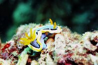 Anilao Bethlehem Chromodoris Annae Medium Web view.jpg