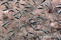 Anilao Bethlehem Juvenile Striped Catfish Plotosus lineatus Medium Web view.jpg