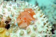 Anilao Bethlehem Nudibranch Medium Web view.jpg