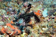 Anilao Bethlehem Ornate Ghost Pipefish Medium Web view.jpg